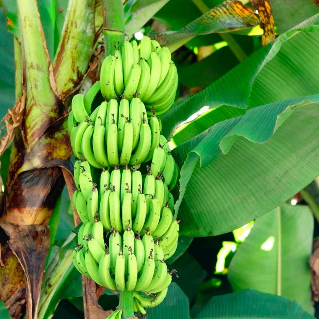 Banan biroz Radioaktiv hisoblanadi