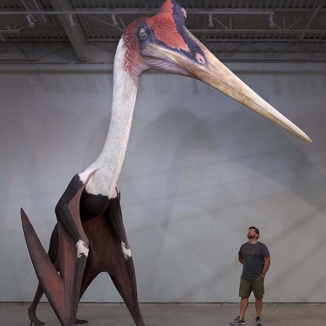 Pterozor