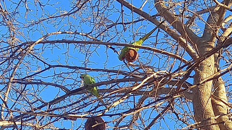 Tropical birds winter in the capital of Turkmenistan