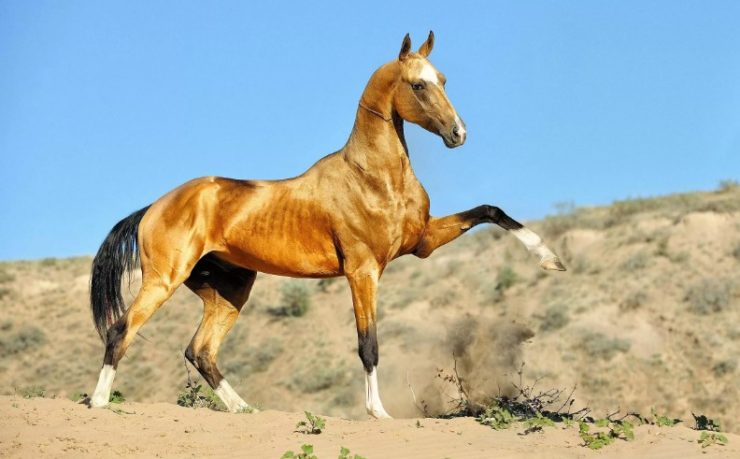 The President of Turkmenistan issued a decree on the establishment of the International Academy of Horse Breeding