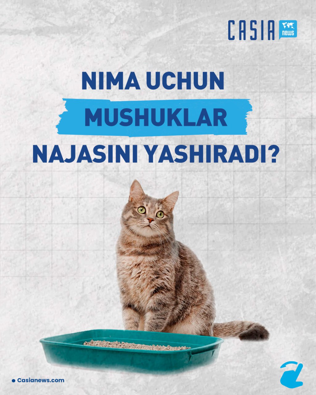 Why do cats hide their feces?