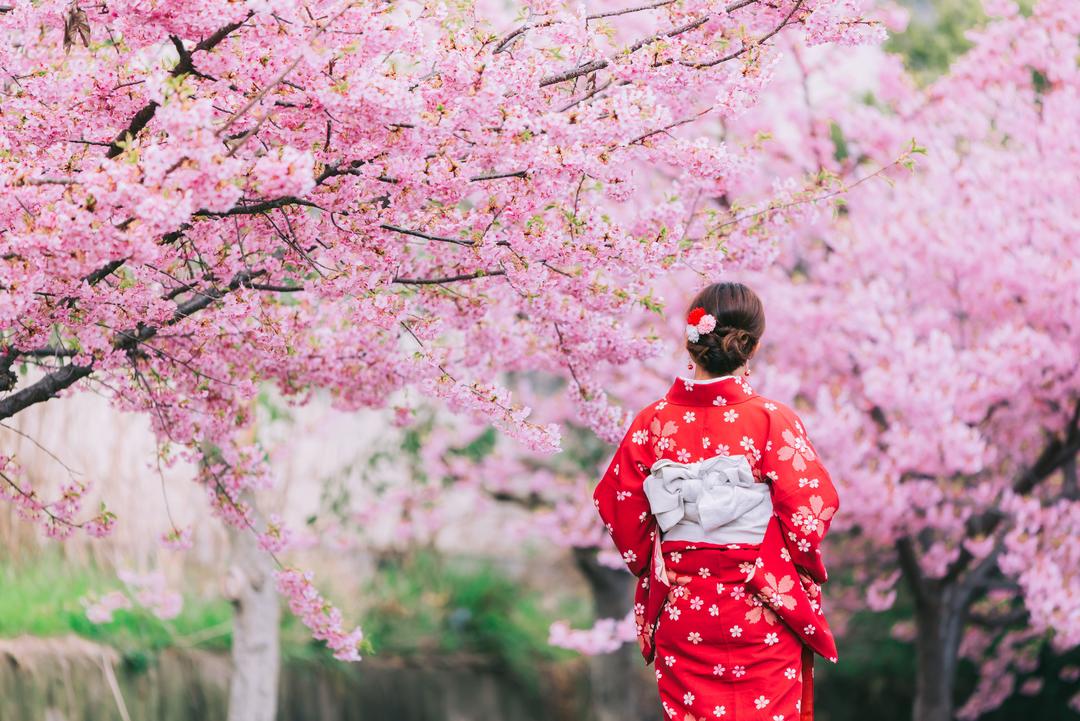 "O hanami" is the season to enjoy sakura