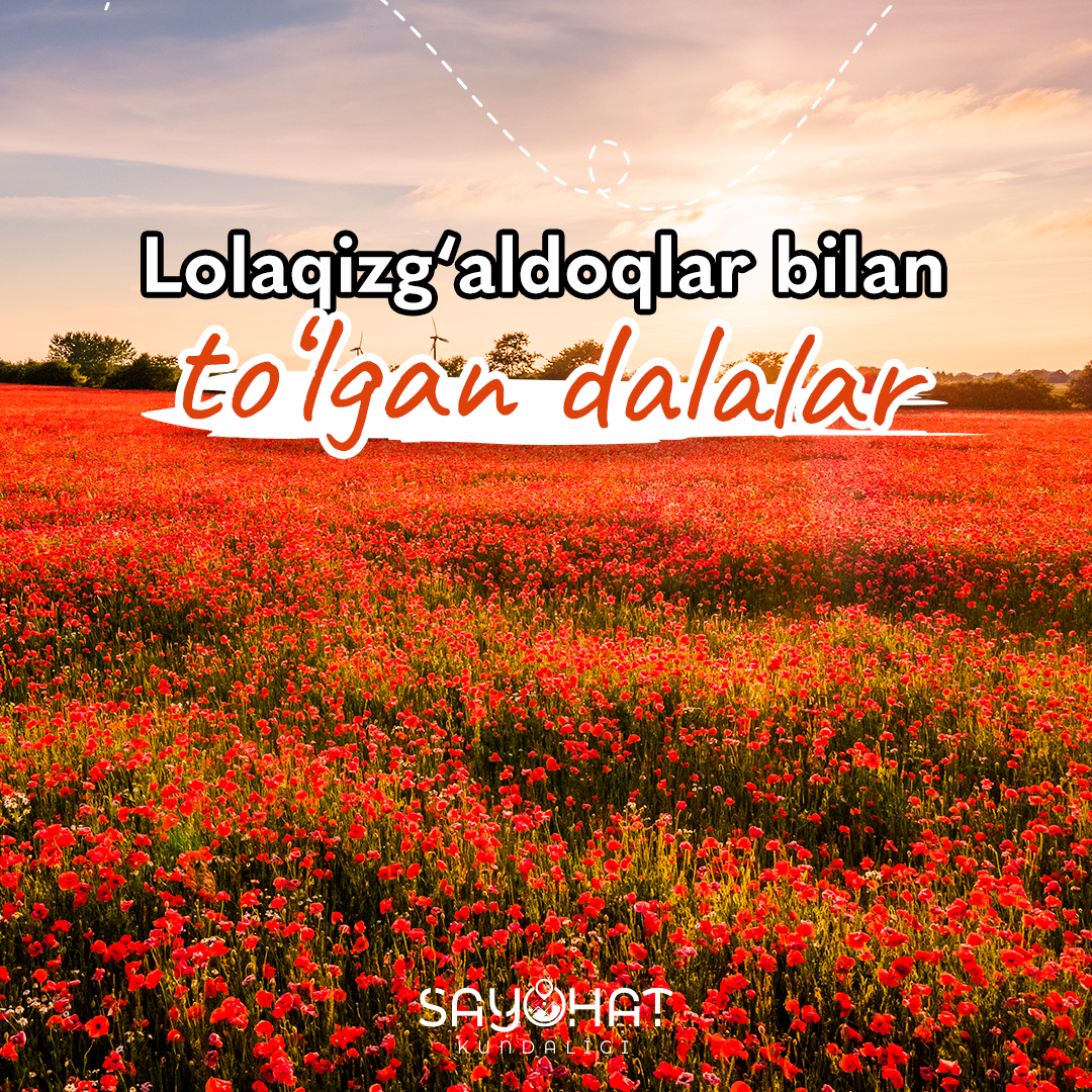 🌷Lolaqizg‘aldoqlar bilan to‘lgan dalalar 