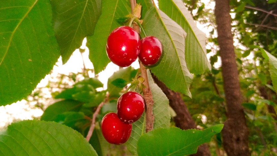Cherries ripened in Surkhandarya