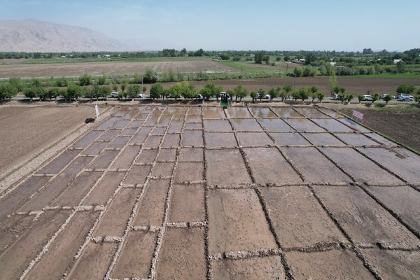ENSURING FOOD SECURITY. This year in Tajikistan on an area of 10 thousand 725 hectares will be cultivated rice