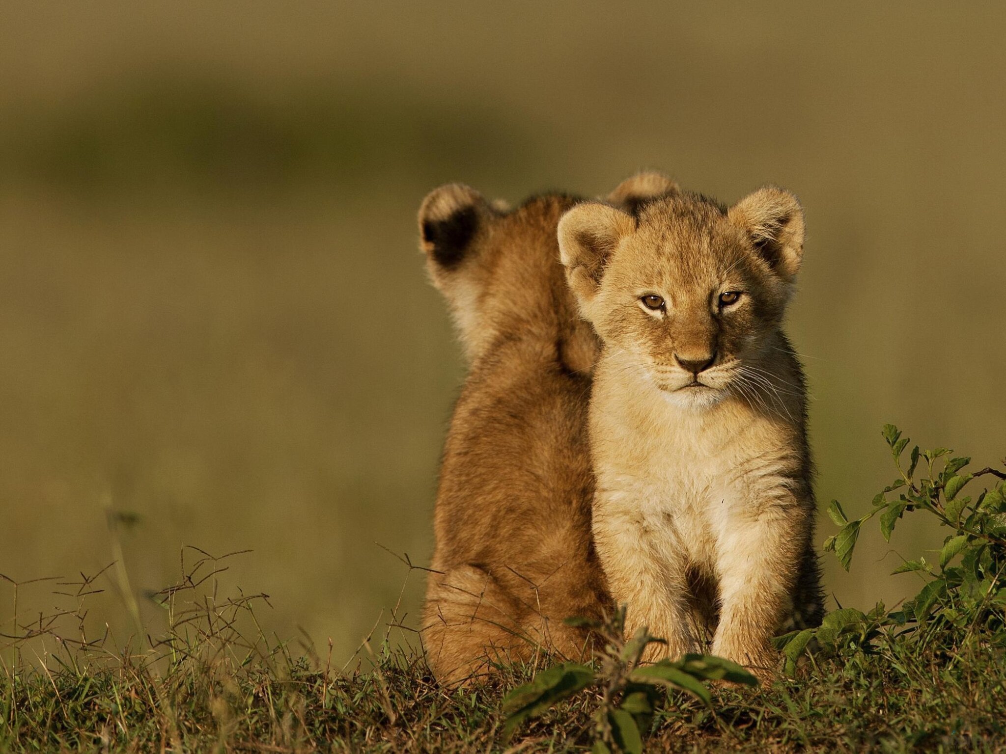 A resident of the Almaty region illegally kept two five-month-old lion cubs