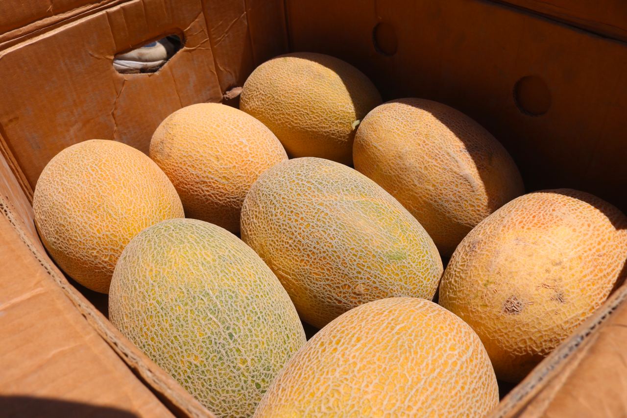Melon ripened in the field in Surkhandarya