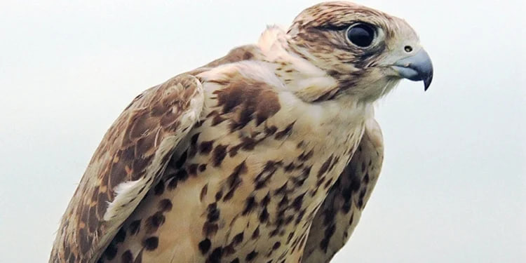 Tajikistan and Qatar will develop cooperation in the field of protection of rare species of animals and birds