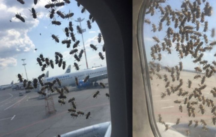 Sankt-Peterburg aeroportida reyslar arilar sababli kechiktirilmoqda