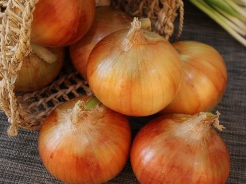Uzbekistan set a record in onion export - EastFruit