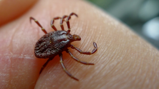 The world's first death from the Oz virus was recorded in Japan