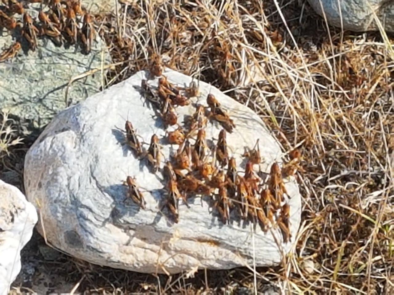 In Kazakhstan, a swarm of locusts attacks the fields