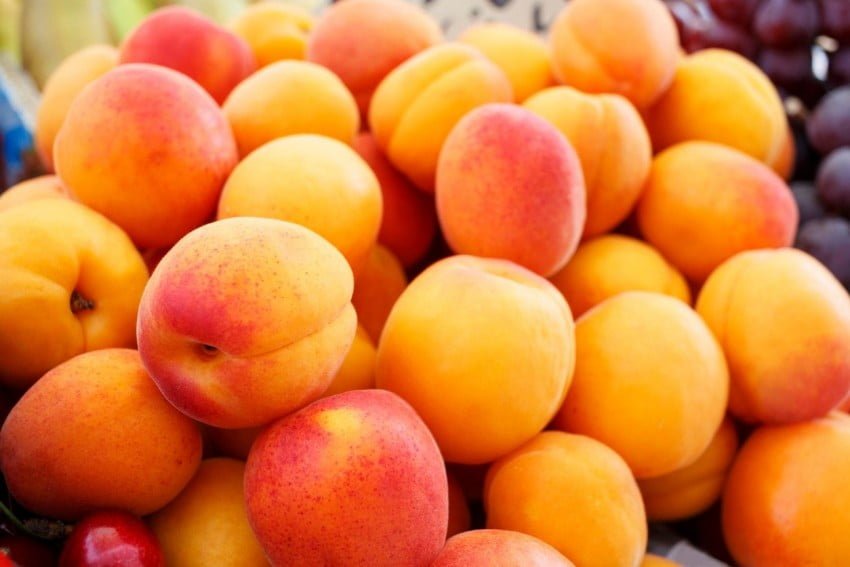 "Ahead of Italy and Spain." Uzbekistan can become one of the world leaders in the export of apricots