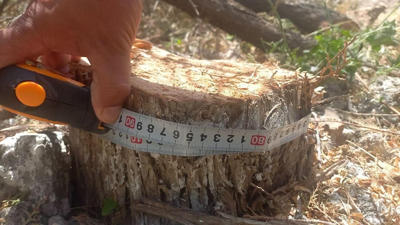 A citizen who illegally cut down 3 trees in Jizzakh was fined 1,650,000 soums