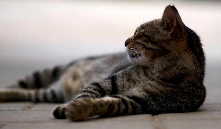 More than 300 thousand cats died in Cyprus due to the virus