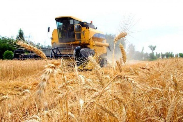 For the first time, 8 million tons of grain were grown in Uzbekistan