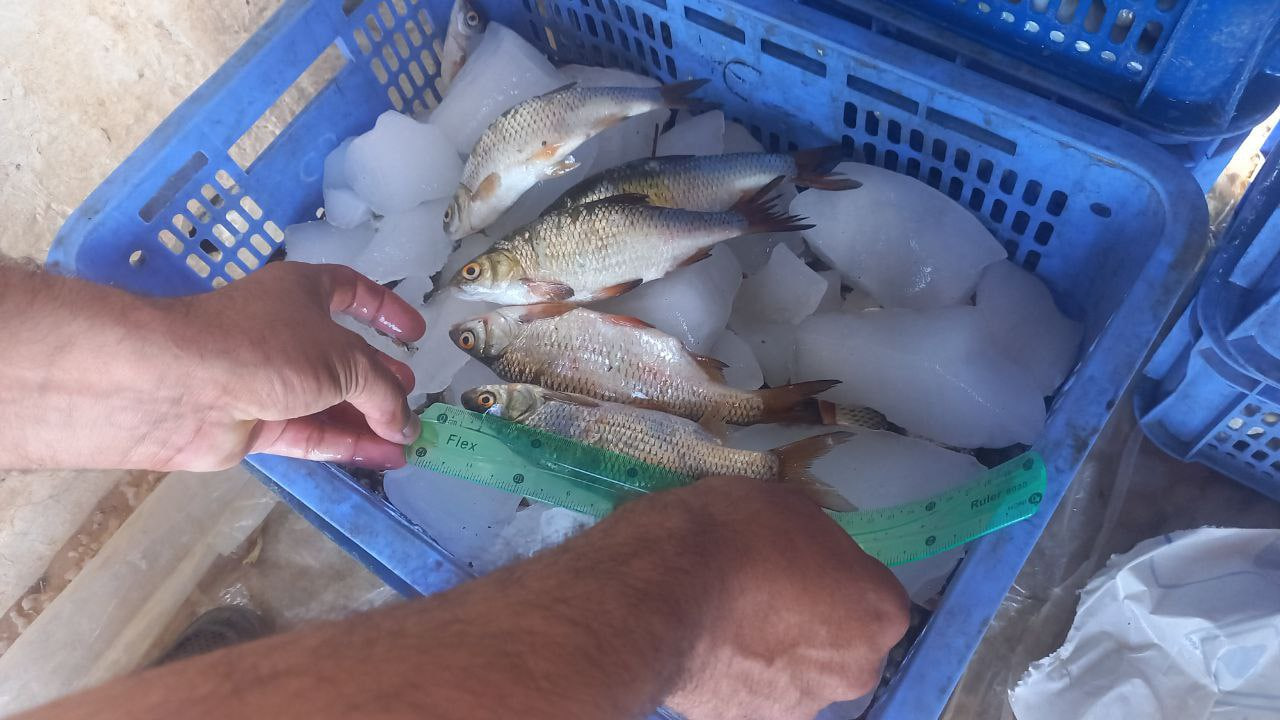 It was found that 541 fish were caught illegally in Jizzakh