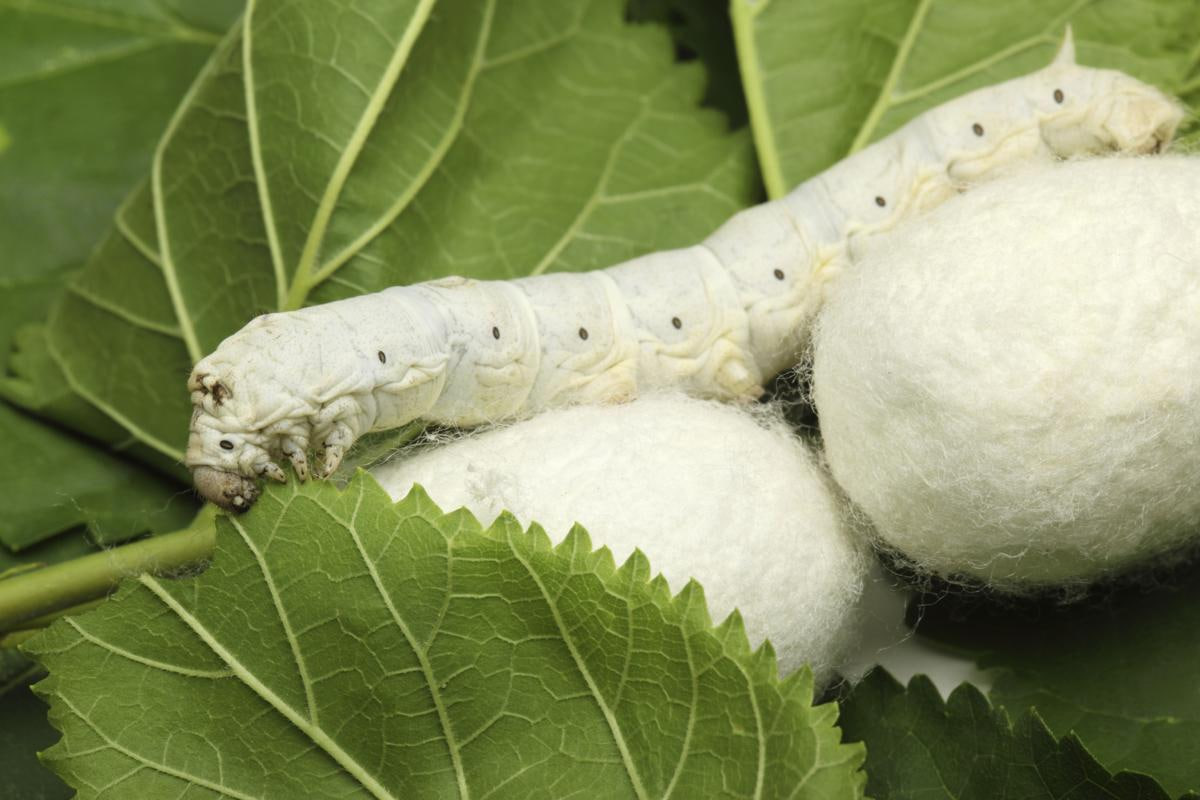 Producers of cocoon seed are subsidized