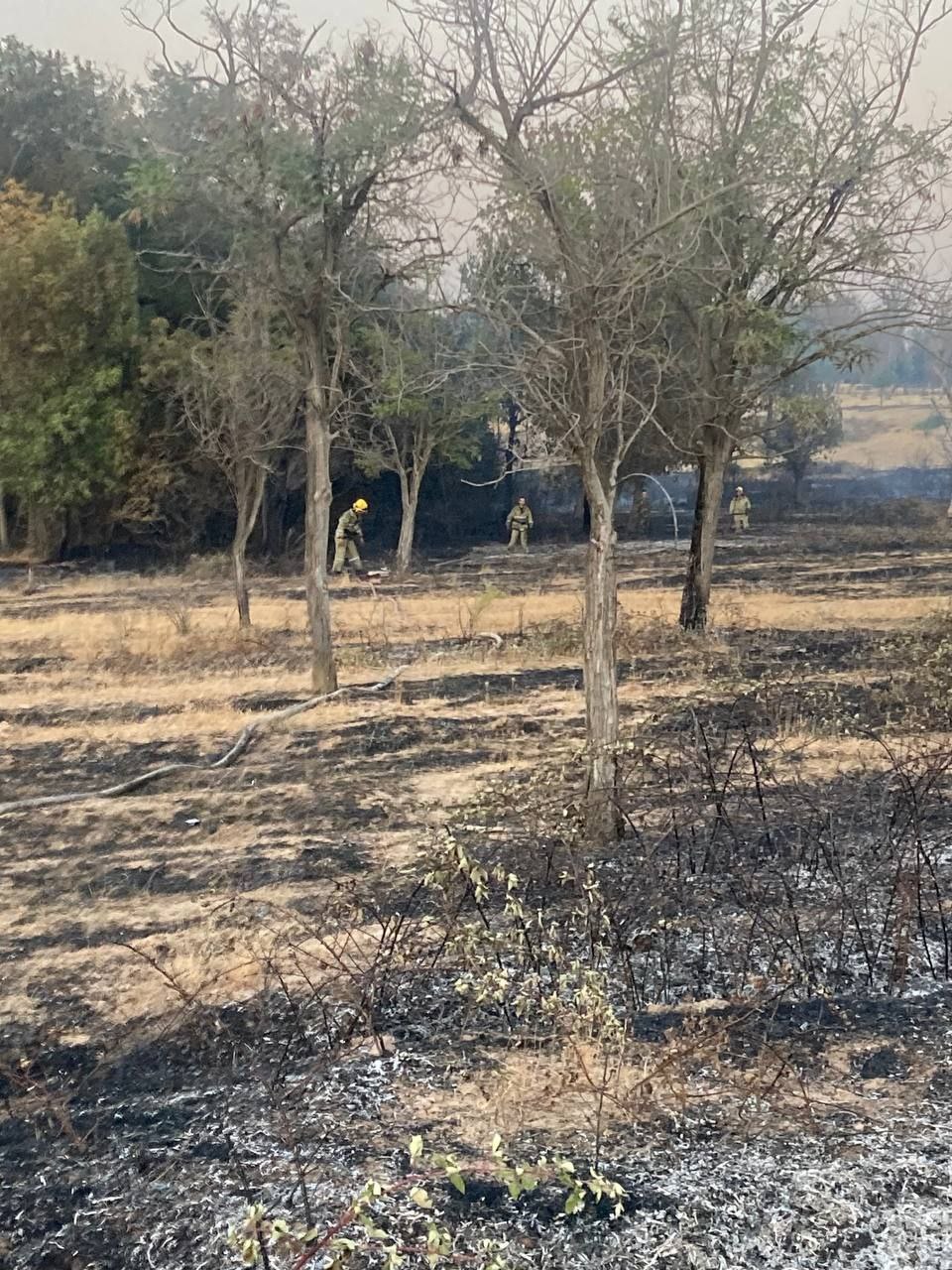 About 6 hectares of land burned in Tashkent