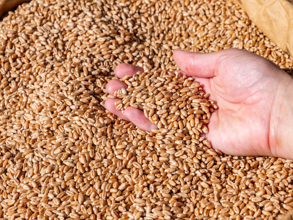 AFM has revealed a scheme of illegal export of Russian wheat under the guise of Kazakh products