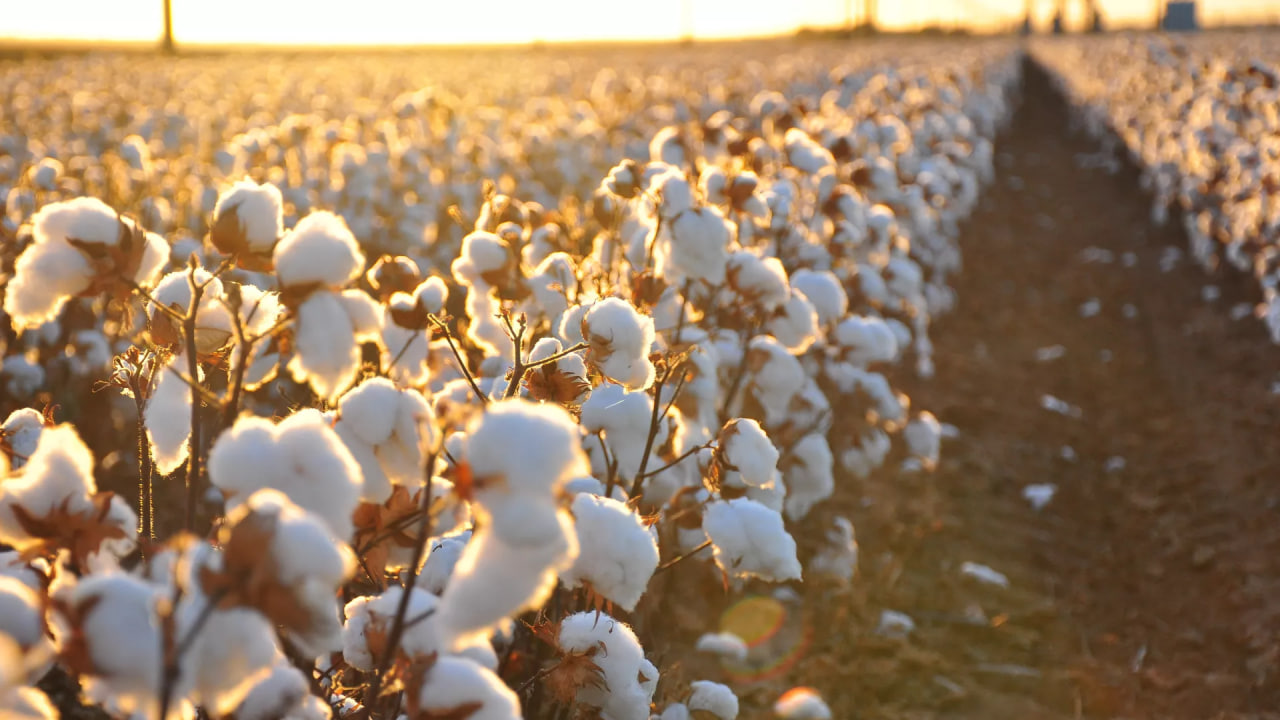 Tajikistan lost more than a thousand hectares of cotton due to drought