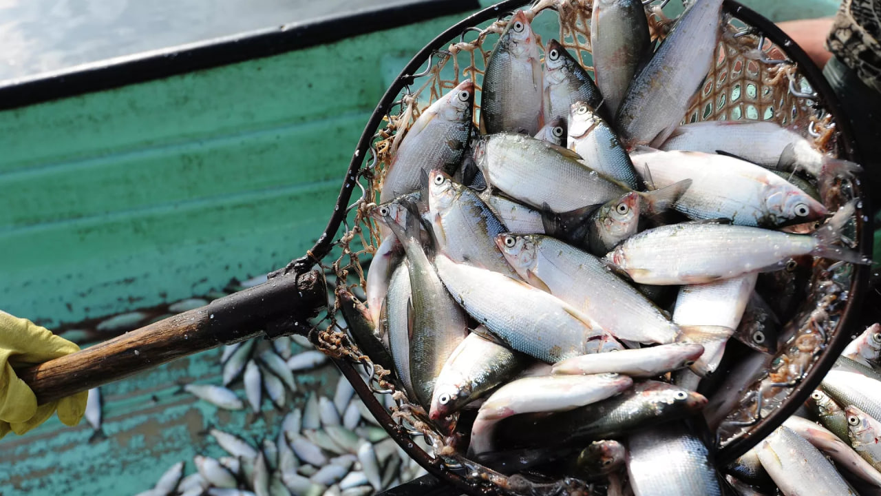 Russia reports on fish exports to Tajikistan