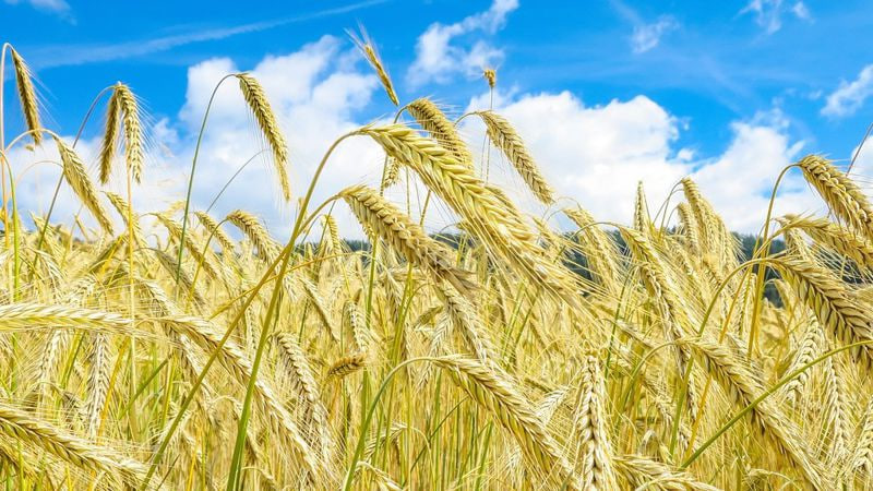 Kazakhstanis will not be left without bread - Prime Minister Smailov about the harvesting campaign