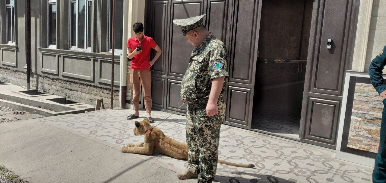 In Uzbekistan, it is forbidden to keep some wild animals at home