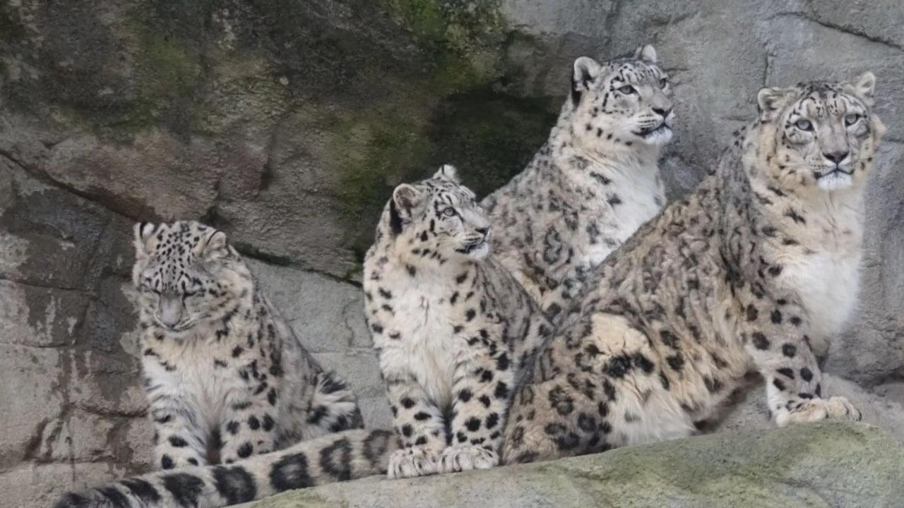 Snow leopard cubs from Tajikistan were shown in the Krasnoyarsk Territory