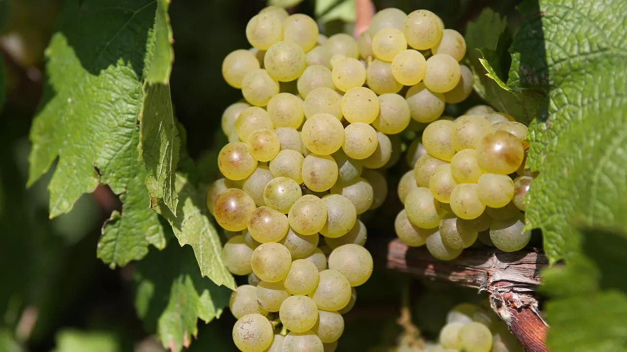Grape shortage in Tajikistan leads to millions in losses