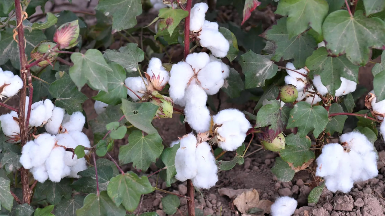 Cotton growers were called upon in Sogd to compete for a valuable prize