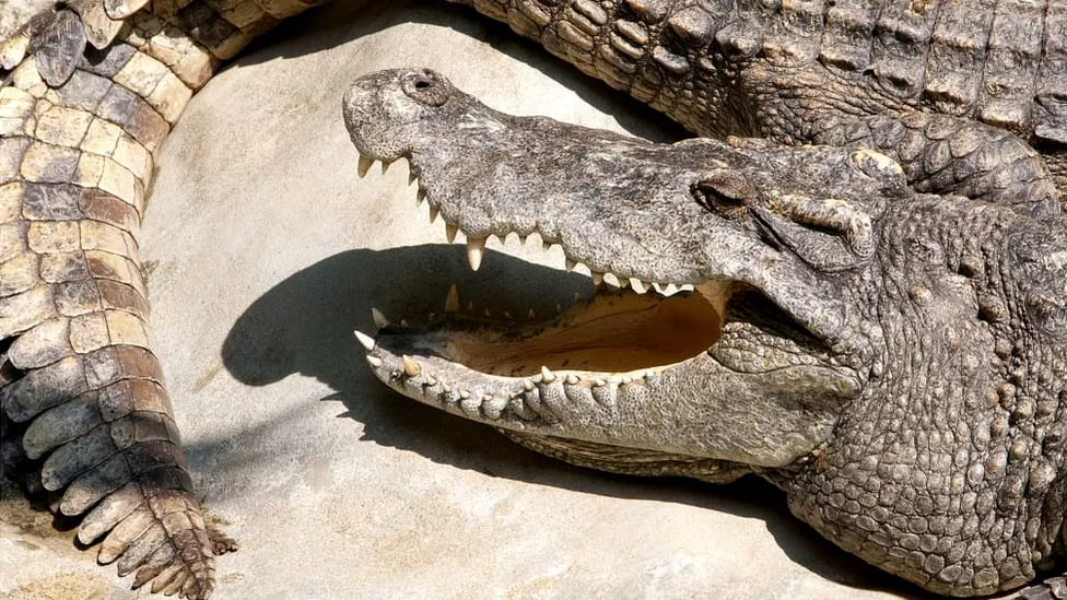 75 crocodiles escaped from a farm during floods in China