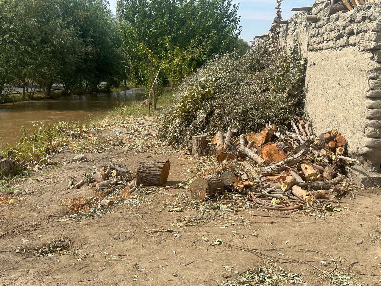 125 bushes of trees in the Bukhara conservation area were cut down