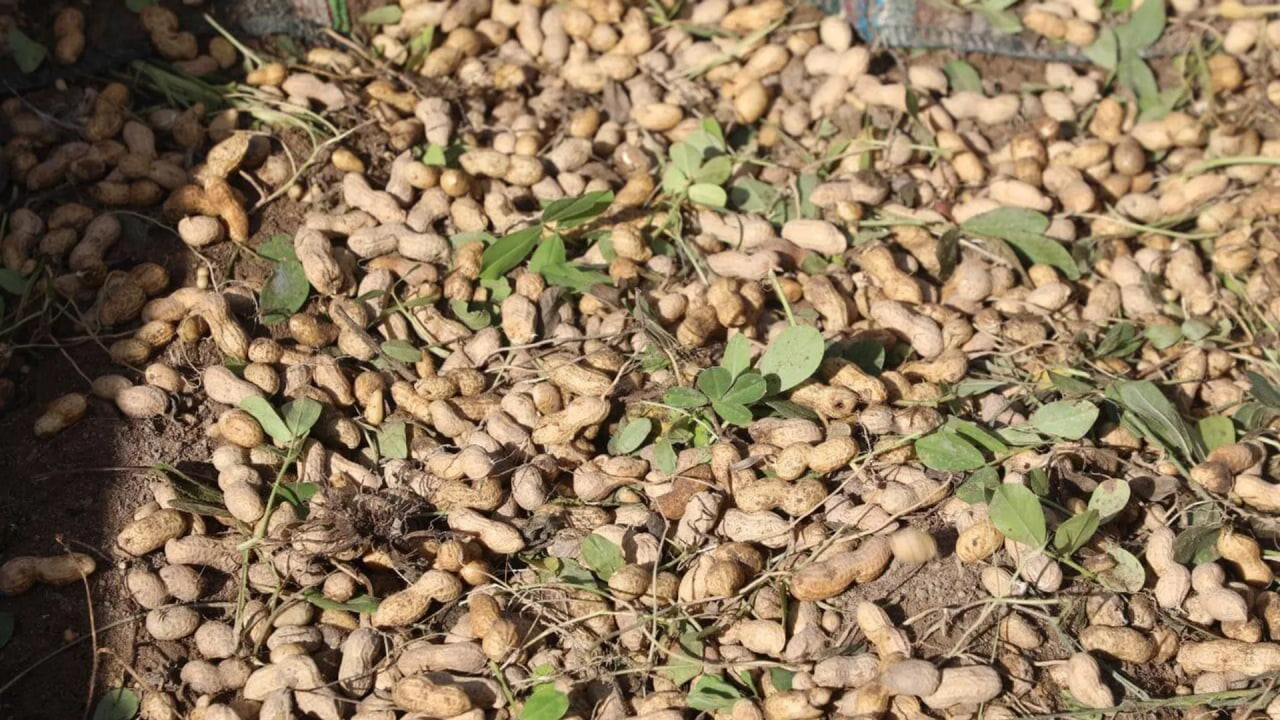 Almost 3 thousand hectares were planted with peanuts in Sogd