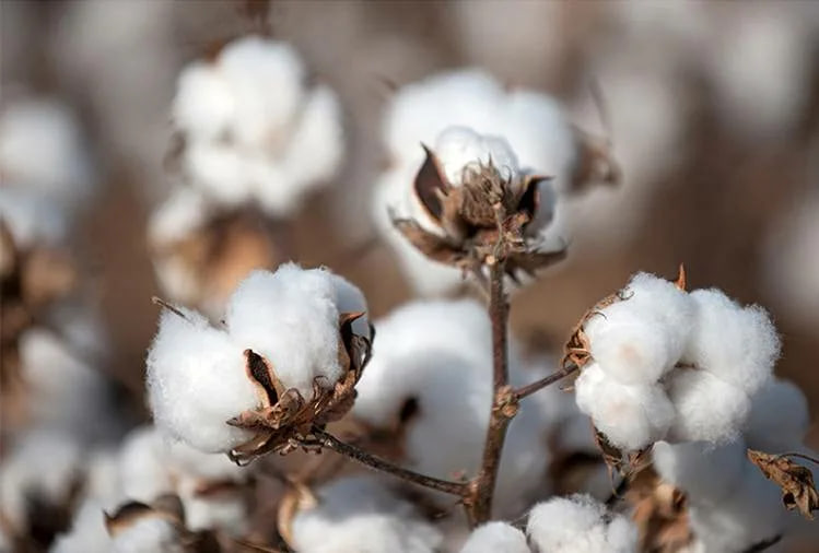 Now the price of cotton is determined on the basis of free market principles