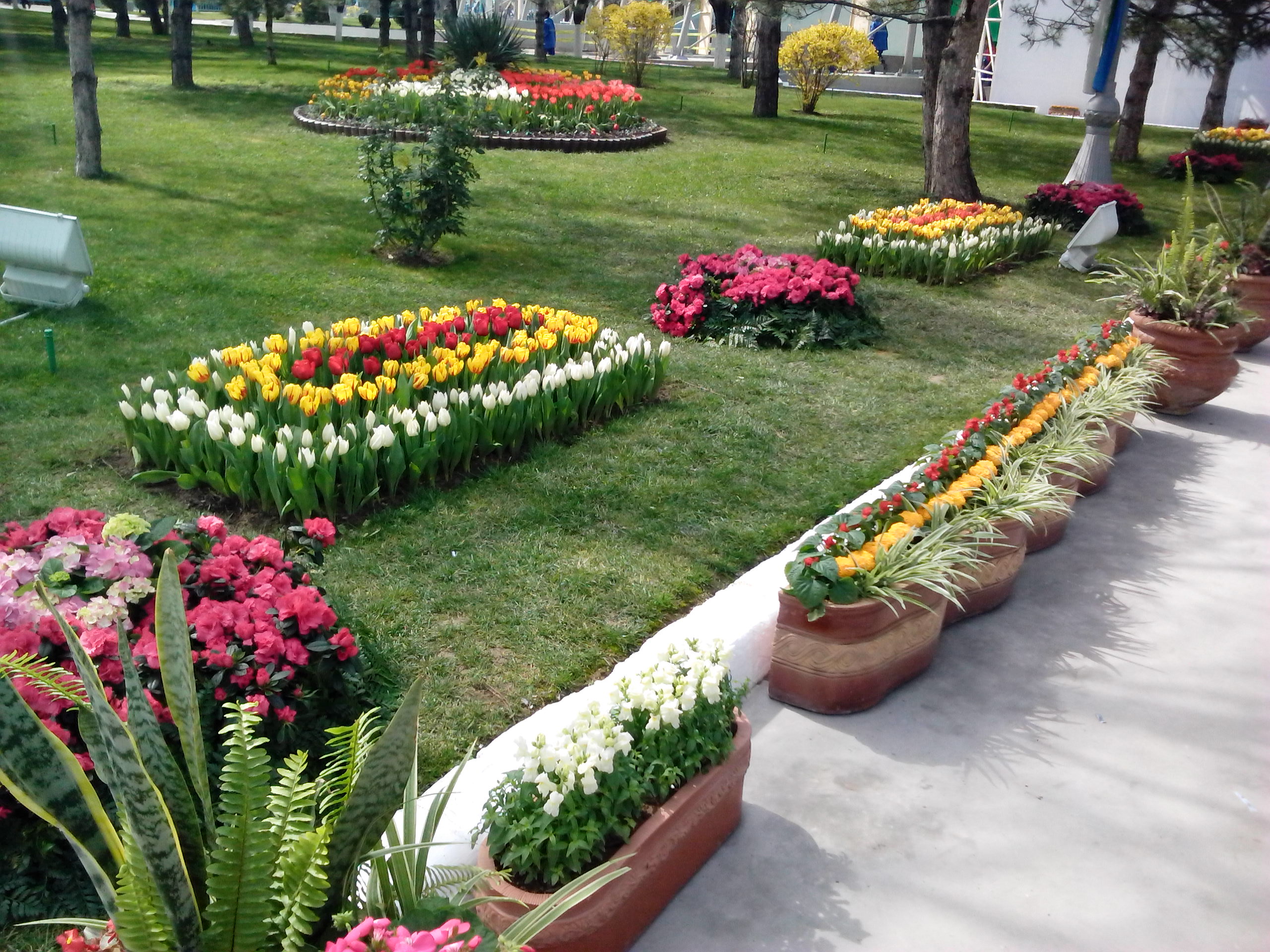 12 billion soums will be allocated for planting flowers in Tashkent