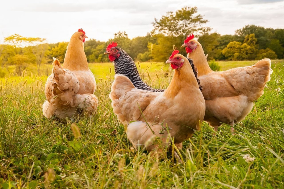 A chicken "language" translator was created in Japan