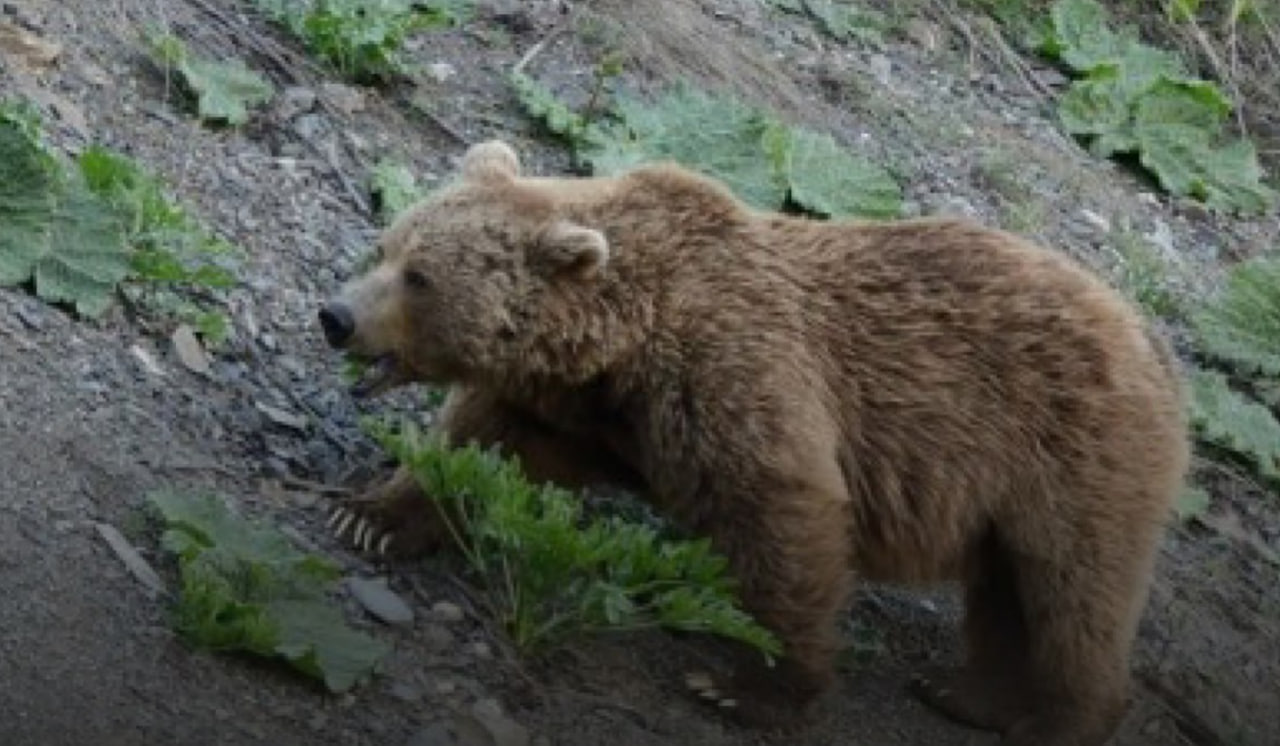 In the park, a bear came to a populated area in search of food