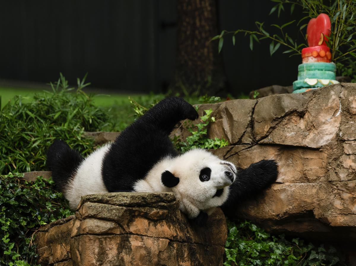 China will take back all pandas from the United States