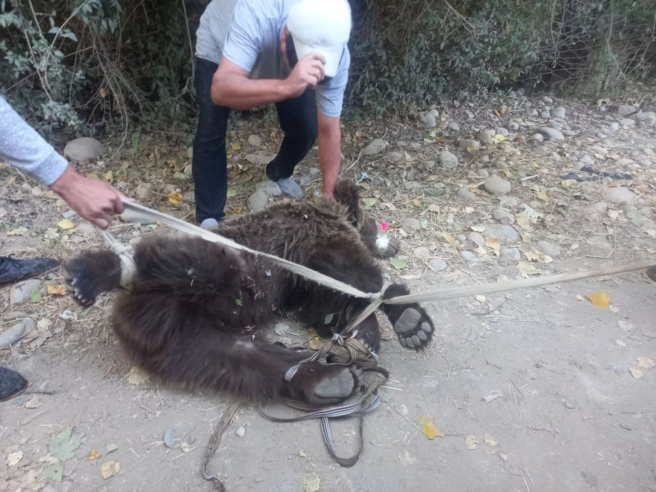 2 bears came to one of the villages in Shahrisabz