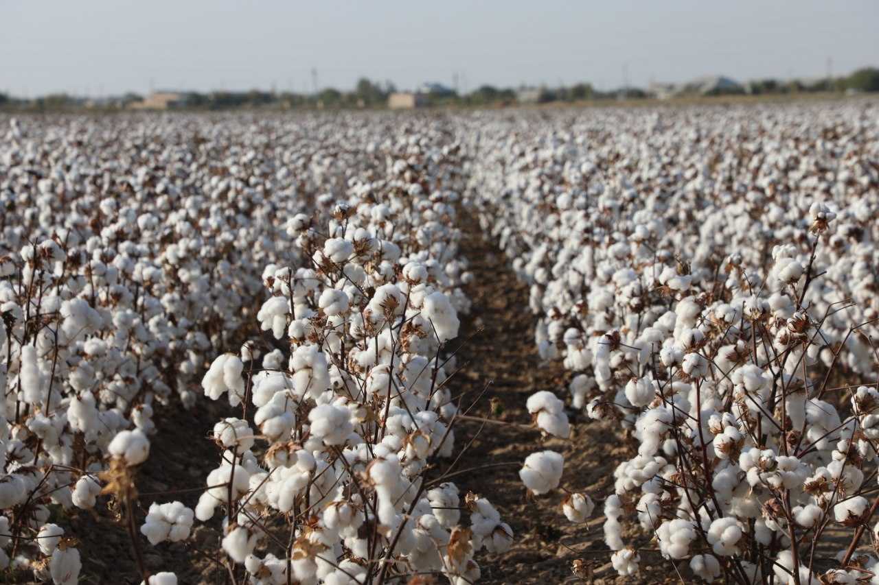Surkhandarya region was the first to implement the cotton "plan".