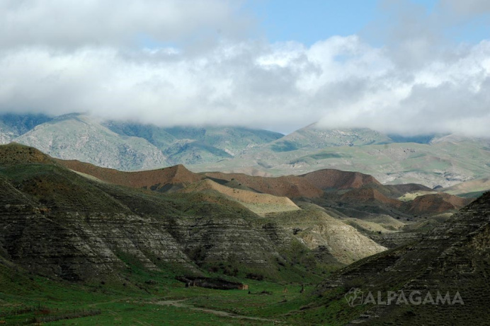 Turkmen scientists proposed using wormwood extract in the medical industry