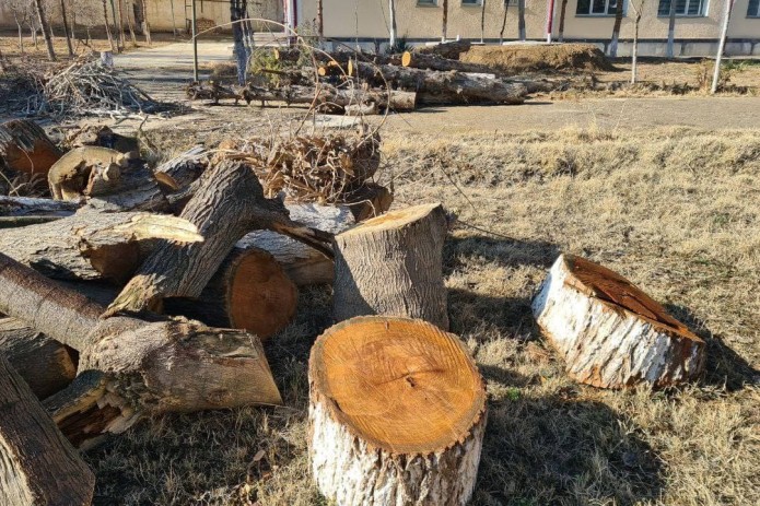About 2,500 trees were illegally cut down in Uzbekistan this year