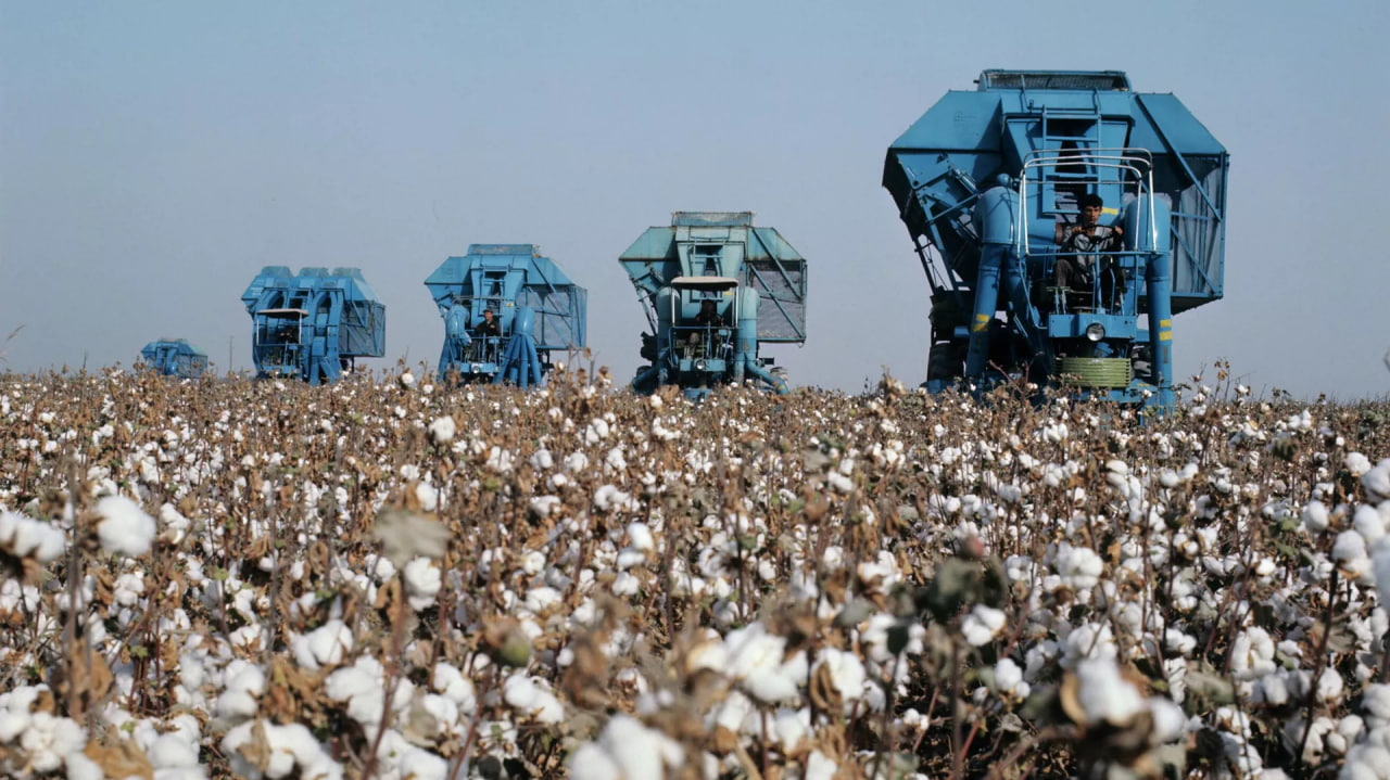 The amount of cotton harvested in Tajikistan was calculated