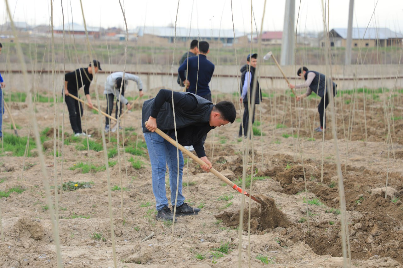 It is planned to plant 85 million saplings in Uzbekistan by winter