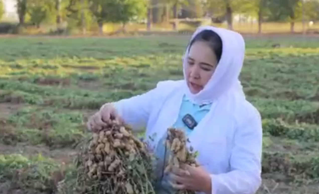 The Uzbek scientist created a variety of peanuts with a yield of 6.5 tons