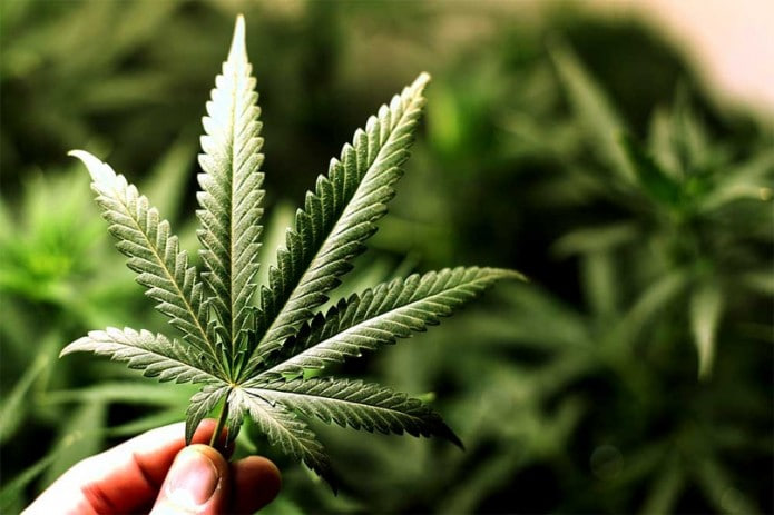 Qashqadoryolik fuqaro hovlisida 1 tonna kannabis yetishtirayotgani ma'lum bo‘ldi
