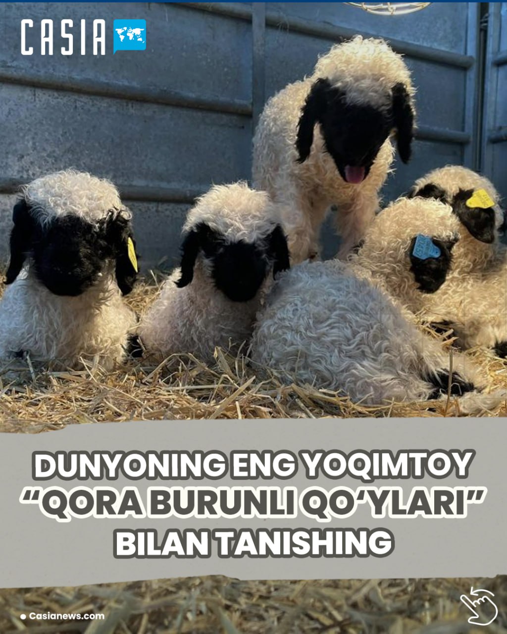 Black-nosed sheep