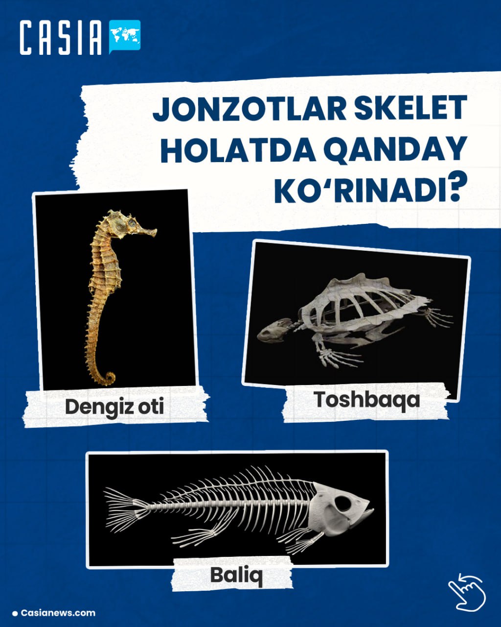 Skeletons of creatures