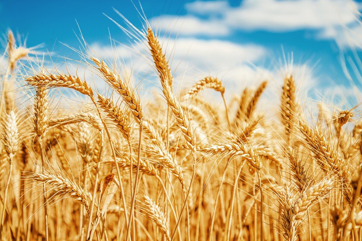 The procedure for buying and selling wheat was approved